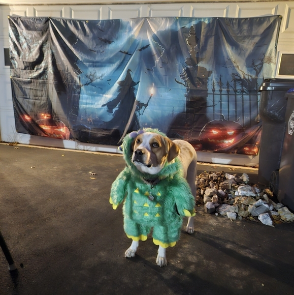 Meet your Posher, Lauren - Picture 7 of 8